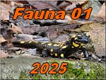 fauna 1